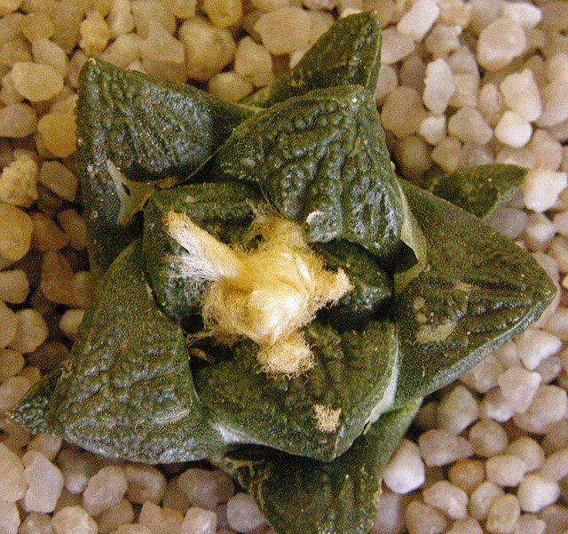 آریوکارپوس فیساراتوس